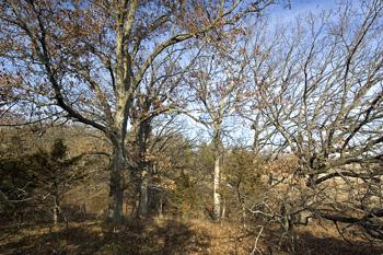 State Highway 82 Frontage With Commercial Possibilities