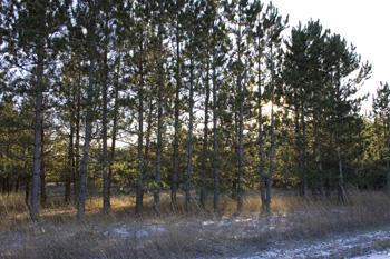 Wooded Property For Sale With Gravel Road Access