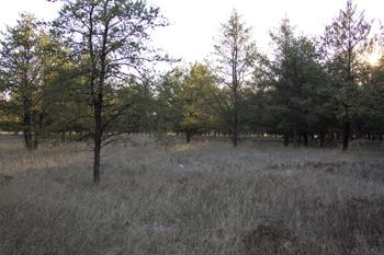 Pretty Wetlands Attract Lots Of Wildlife