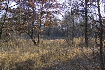 Abandoned Airstrip Cuts Across Property