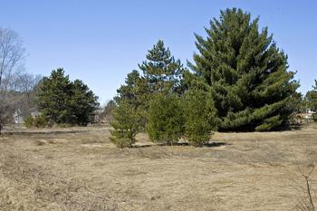 2 Wooded Lots For Sale With Paved Road Frontage