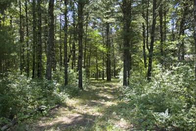 Wooded Deeded Access To Roche-A-Cri Creek