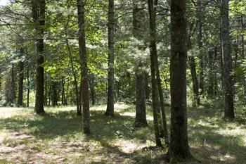 Gorgeous Building Site With Mature Hardwoods