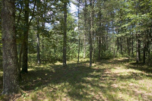 Enjoy The 157 Acre Nature Conservancy