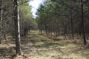 Hunt For Whitetail Deer On Many Nature Trails
