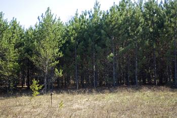 Perfect Land For Camping & Recreation