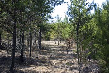 Photo Of One Of Many Nature Trails