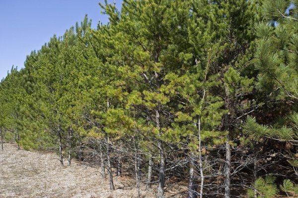 Thousands Of Pines For Extra Land Value