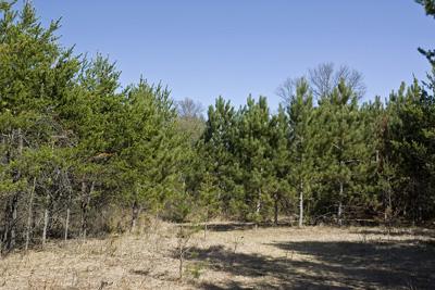 Heavily Wooded Pine Plantation For Sale