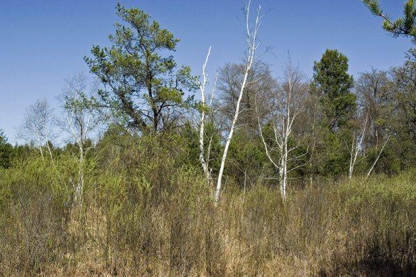 Cheap, Wooded, Vacant Land For Sale In Adams County, WI