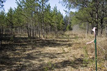 Tons Of Wildlife Trails Filled With Whitetail Deer