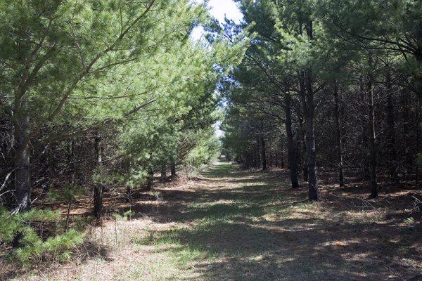 Watch the Wildlife On Many Wooded Nature Trails