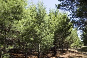 Mostly Wooded Vacant Land For Sale!