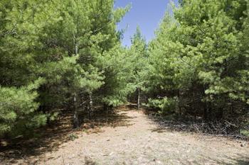 Cheap Buildable Site Close To Wisconsin Dells!