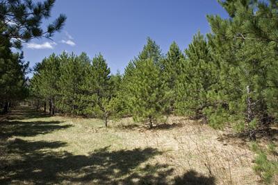 Camp Or Build Near Castle Rock Lake!!