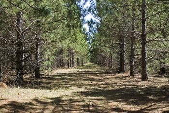 Buy One Of The Neighboring Lots For Extra Value!