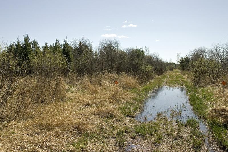 5 Acres Of Woods To Camp Or Build Your Dream Home!