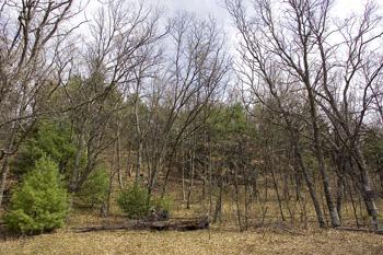 Buildable Wooded Area With Room For Multiple=