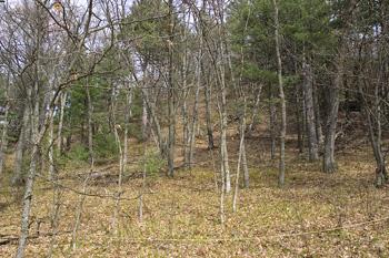 Hunt For White Tail Deer & Wild Turkeys!