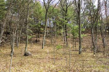 Cheap Land For Sale In Pine Grove Township, Portage County, WI!