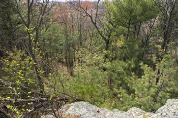 Fully Wooded With Thick Brush To Attract Wildlife!
