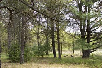 Cheap Land Priced Below Assessed Value!