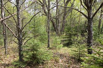 Lots Of Deer & Wild Turkeys Roam The Land!