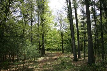 Central Wisconsin Cheap Acreage For Sale!
