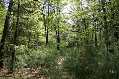Central Wisconsin Vacant Land With Well & Septic!