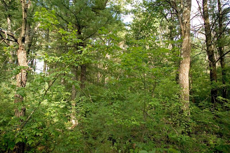 Affordable Wisconsin Land For Sale!