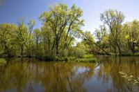 Beautifully Wooded Lot With Deeded Creek Access!
