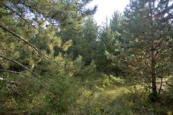 Heavily Wooded Land For Sale!