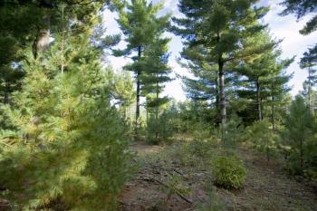 Camp Or Build On Almost 7 Acres Of Vacant Land!