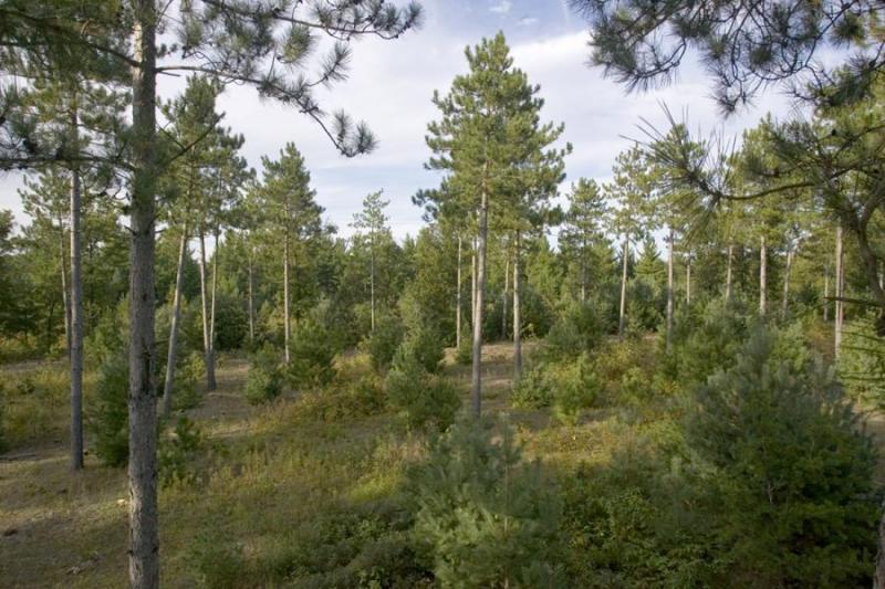 Hunt For Deer & Turkey On Your Own Land!