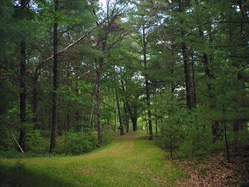 Crystal Brook Woods Hiking Trail