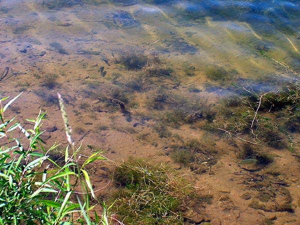Dutch Hollow Lake Fish