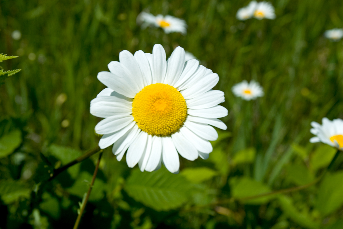 Beautiful Dutch Hollow Lake Wildflower