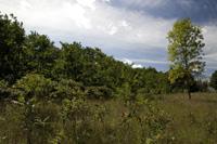 Private Wooded Land For Sale Near Friendship Lake