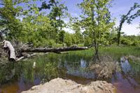 Beautiful 5 Acre Parcel On Private Pond
