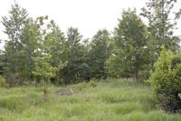 4 Acre Cabin site near town and public land