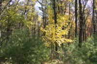 Prime Wooded Land For Sale In Adams County