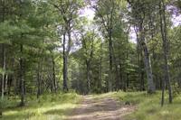 Secluded Wooded Land On ATV Routes