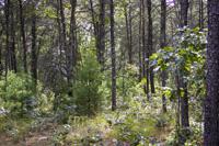 Wooded Rolling Parcel Bordering Public Land