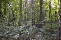 Heavily Wooded Pine & Oak Forest Filled With Wildlife