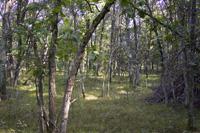 Wooded Country Retreat Just Drive To Recreation