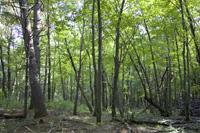 Wooded Homesite Surrounded By Maples