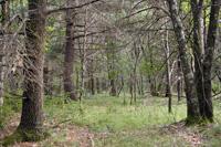 Build Your Dream Cabin In Central Wisconsin