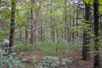 3 Wooded Acres In Heart Of Adams County