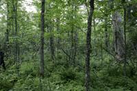 40 Acre Hardwood Forest For Sale