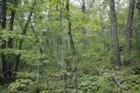 Gorgeous Hunting Land Filled With Wildlife